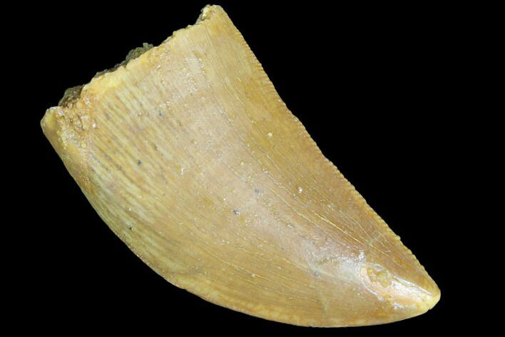 Serrated, Juvenile Carcharodontosaurus Tooth #84375